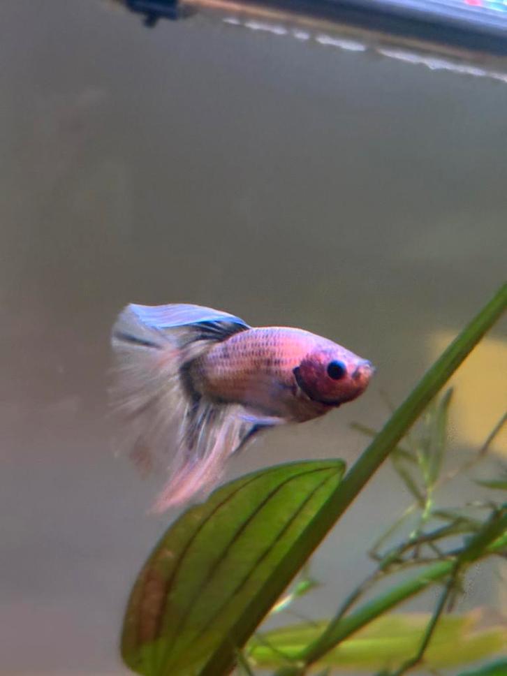 Zeldzame paarse betta te koop, Dieren en Toebehoren, Vissen | Aquariumvissen, Zoetwatervis, Vis