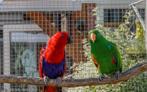 Zeer mooi koppel split blauwe edelpapegaaien inruil mogelijk, Dieren en Toebehoren, Vogels | Parkieten en Papegaaien, Meerdere dieren