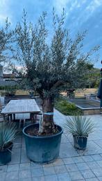 Olijfbomen olea europaea!, Tuin en Terras, Planten | Bomen, Ophalen