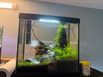 Ingericht aquarium + garnalen, Dieren en Toebehoren, Ophalen, Zo goed als nieuw, Gevuld zoetwateraquarium