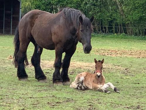 Belgische trekpaardruin met humor zoekt een nieuwe thuis!, Dieren en Toebehoren, Paarden, Ruin, Zadelmak, 175 cm of meer, 11 jaar of ouder