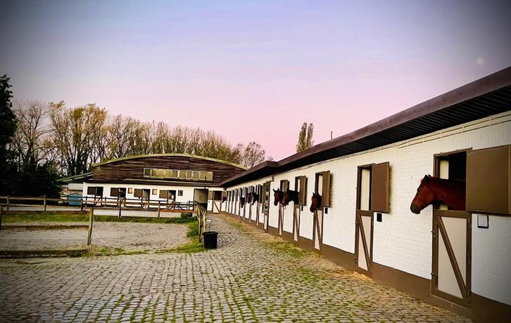 Paardenstallen te huur + zadelmak maken & training, Dieren en Toebehoren, Stalling en Weidegang, Opfok, Stalling, Weidegang