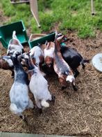 7 Kleine dwerggeiten, Dieren en Toebehoren, Schapen, Geiten en Varkens