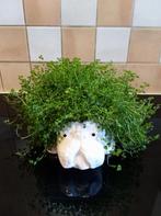 Hondje met krulhaar., Tuin en Terras, Planten | Tuinplanten, Ophalen, Vaste plant