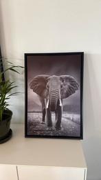 Canvas olifant 44 x 64 - zwart, Ophalen, Minder dan 50 cm, 50 tot 75 cm, Print