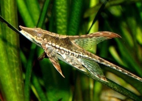 Weer binnen!!! Sturisoma Aureum!!! 7-9 cm!!!, Dieren en Toebehoren, Vissen | Aquariumvissen, Zoetwatervis, Vis