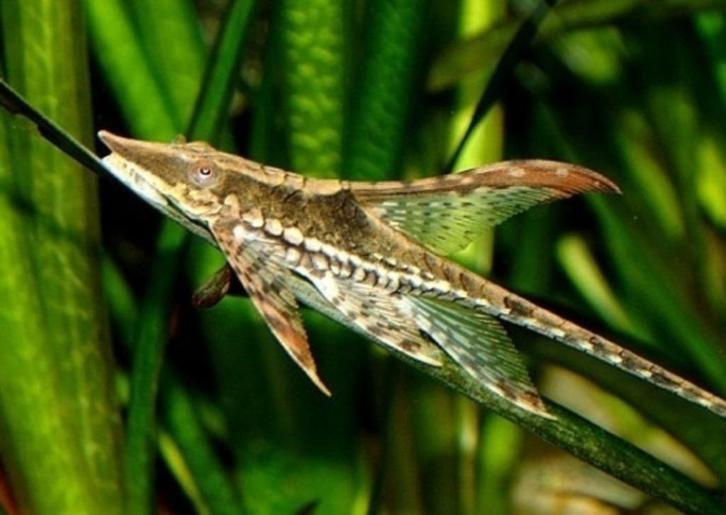 Weer binnen!!! Sturisoma Aureum!!! 7-9 cm!!!, Dieren en Toebehoren, Vissen | Aquariumvissen, Zoetwatervis, Vis