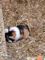 Jonge cavia’s, Dieren en Toebehoren, Knaagdieren, Meerdere dieren, Cavia