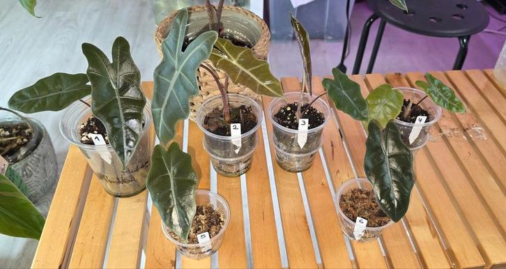 Alocasia pseudo sanderiana aurea, Maison & Meubles, Plantes d'intérieur, Enlèvement