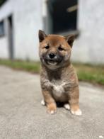 Shiba-inu pups eigen fok= liefde,vertrouwen puur Belgisch, Dieren en Toebehoren, Honden | Poolhonden, Keeshonden en Oertypen, België