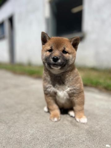 prachtige shiba-inu pupjes,hier geboren  beschikbaar voor biedingen