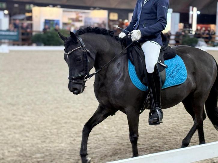 Eycatcher B-pony ruin 14j, Dieren en Toebehoren, Pony's, Ruin, L, B pony (1.17m tot 1.27m), Dressuurpony, 11 jaar of ouder, Met stamboom