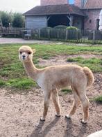 Alpaca merrie wandeltam, Dieren en Toebehoren, April, Vrouwelijk