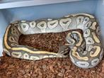 0.1 mojave hypo, Dieren en Toebehoren, Reptielen en Amfibieën, Slang, Tam, 3 tot 6 jaar