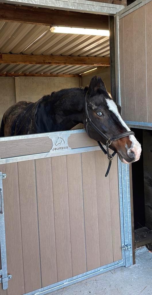 Plaats op weide, volpension, Animaux & Accessoires, Chevaux, M