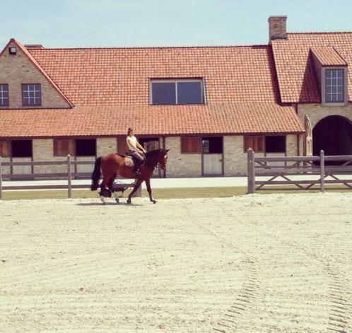 Paarden boxen te huur, Dieren en Toebehoren, Paarden, M