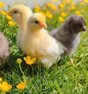 Kuikens kaki groene eieren kleurleggers kippen  beschikbaar voor biedingen