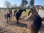 Hulp paarden rijden en verzorgen, Dieren en Toebehoren, Ophalen, Rijden