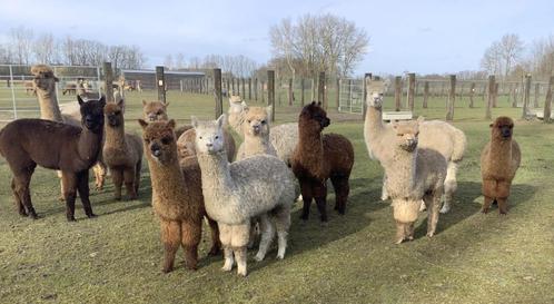 Alpaca, Dieren en Toebehoren, Overige Dieren, Meerdere dieren