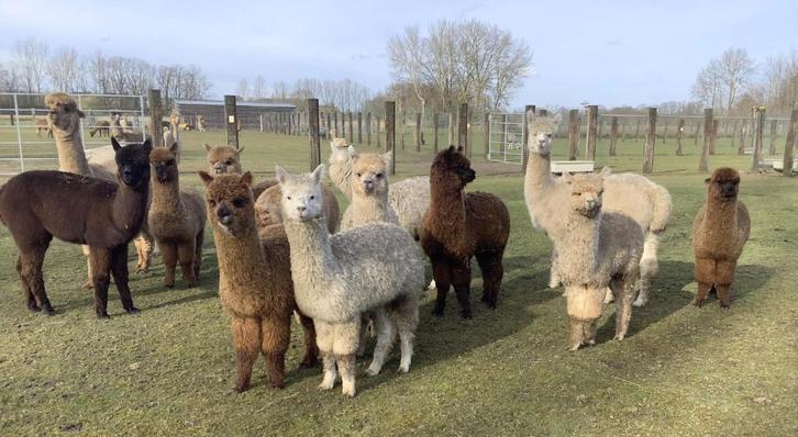 Alpaca, Dieren en Toebehoren, Overige Dieren, Meerdere dieren