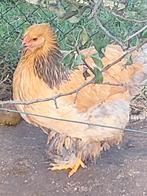 Poules Brahma