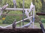 valkparkiet, Dieren en Toebehoren, Vogels | Parkieten en Papegaaien, Meerdere dieren, Parkiet, Geringd