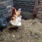 Brahma buff columbia, Dieren en Toebehoren, Pluimvee, Kip