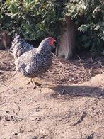 Wyandotte, Dieren en Toebehoren, Pluimvee, Vrouwelijk, Kip