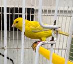 Mooie pop agaat opaal geel intensief, Dieren en Toebehoren, Vogels | Kanaries