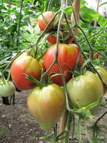5 zaden tomaat Bychok (Russische origine) - vleestomaat beschikbaar voor biedingen