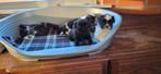 Shih Tzu pups, Dieren en Toebehoren, Honden | Chihuahua's en Gezelschapshonden, België, CDV (hondenziekte), 8 tot 15 weken, Meerdere