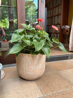 planten en cactussen, Ophalen