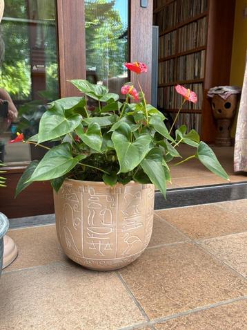 planten en cactussen  beschikbaar voor biedingen