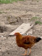 Brahma haantjes, Dieren en Toebehoren, Pluimvee, Mannelijk, Kip