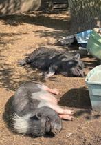 2 Hangbuikvarkens, Dieren en Toebehoren, Overige Dieren, April, Vrouwelijk