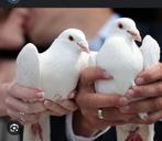 Te koop bruidsduiven, Dieren en Toebehoren