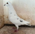 Witte Duiver, Dieren en Toebehoren, Mannelijk, Postduif