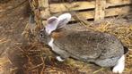 Vlaamse reus, Dieren en Toebehoren, Konijnen