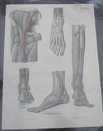 antieke anatomische litho Tiedemann 1F, Antiquités & Art, Curiosités & Brocante, Envoi