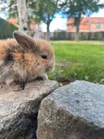 Nederlandse dwerghangoortjes, ndh, Meerdere dieren, Klein, Hangoor, 0 tot 2 jaar