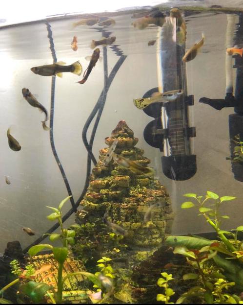 aquarium visjes guppies en garnaaltjes, Dieren en Toebehoren, Vissen | Aquariumvissen
