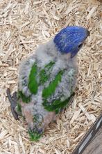 Swainson's lori 🌈, Dieren en Toebehoren, Vogels | Parkieten en Papegaaien, Geslacht onbekend, Papegaai, Geringd