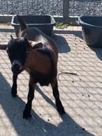 Dwerggeit mieke, Dieren en Toebehoren, Vrouwelijk, Geit, 0 tot 2 jaar