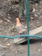 vink duif, Meerdere dieren, Overige soorten