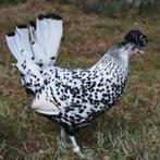 Je cherche oeufs fécondés poules Appenzelloises, Dieren en Toebehoren, Pluimvee, Geslacht onbekend, Overige soorten