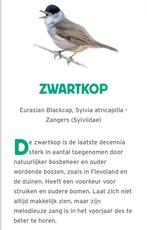 Zwartkop koppel €150, Animaux & Accessoires, Oiseaux | Pigeons