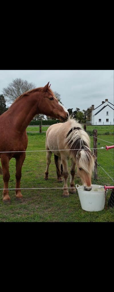 Aangeboden weidemaatje, Dieren en Toebehoren, Paarden, Ruin, Zadelmak
