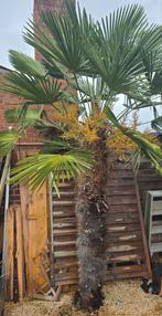 Winterharde palmboom trachycarpus wagnerianus 1.9m stamhoogt, Tuin en Terras, Planten | Bomen, Ophalen, Palmboom