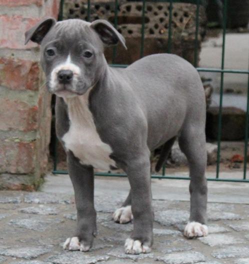 Amerikaanse Stafford pup, Dieren en Toebehoren, Honden | Jack Russells en Terriërs, Teef, American Staffordshire Terriër, Fokker | Professioneel