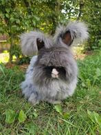 Engels angora mannetje gecastreerd, Dieren en Toebehoren, Mannelijk, Middelgroot, 0 tot 2 jaar